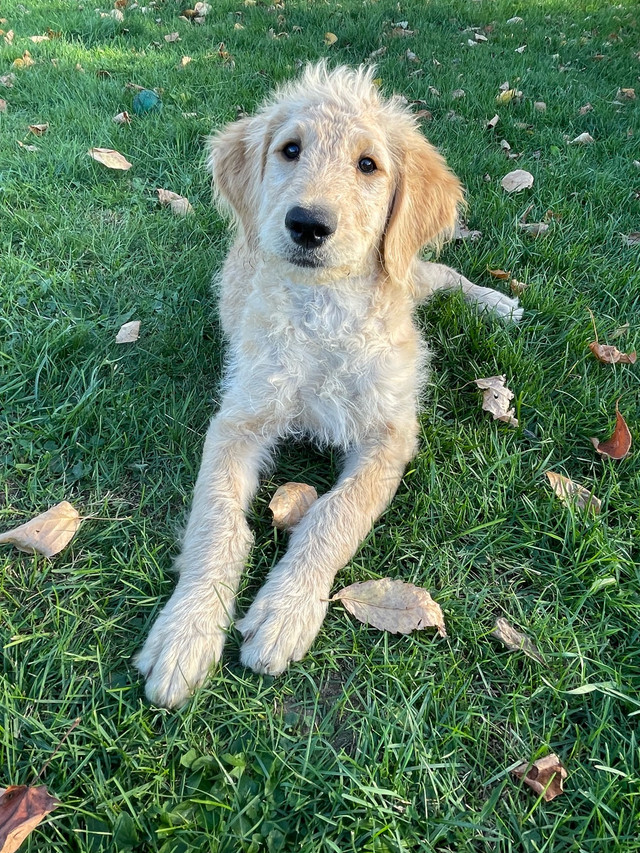 Goldendoodles F1 prêts à partir! Parents testés OFA dans Chiens et chiots à adopter  à Ville de Québec - Image 4