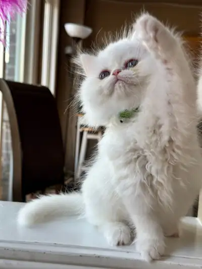 Fluffy Kitten, View more