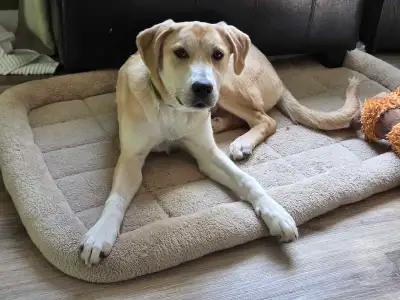 Lab cross puppy, View more