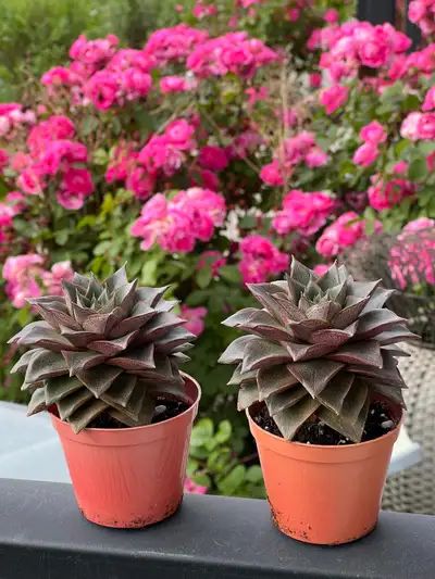 Echeveria Purpusorum / Prince of Paradise Rare Succulent, View more