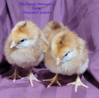 Rhodebar chicks 