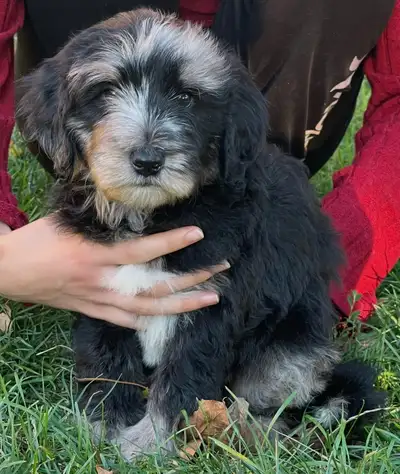 Mini Aussiedoodle puppies - Mini Aussie Bernedoodle puppies, View more