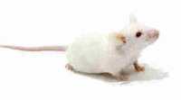 Souris blanche domestique