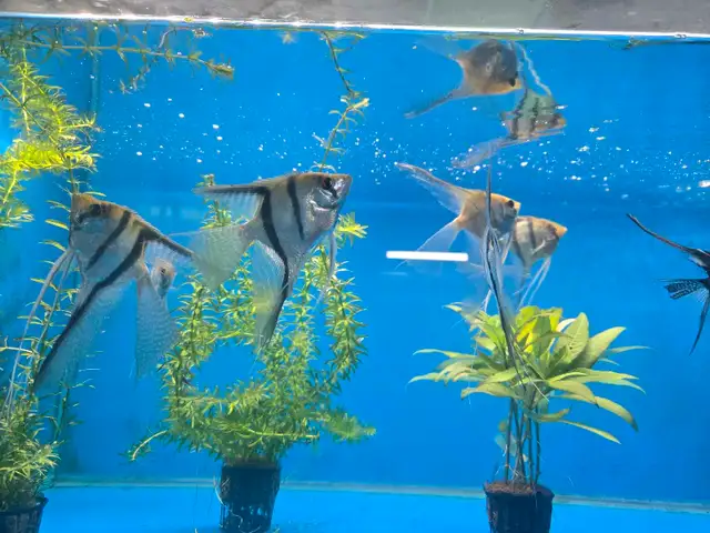 Angelfish  in Fish for Rehoming in Mississauga / Peel Region - Image 2