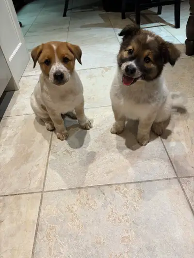 Cattledog farm puppies, View more