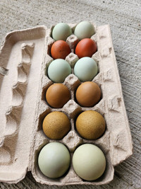 Hatching eggs (chicken)