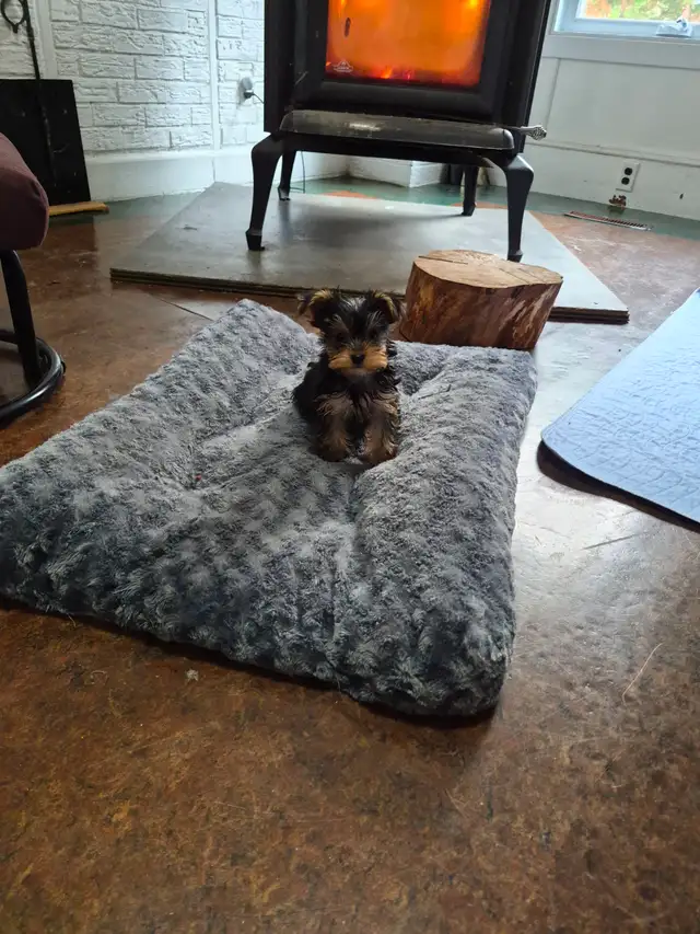 CHIOTS YORKSHIRE PUPPIES | Dogs & Puppies for Rehoming | Gatineau ...