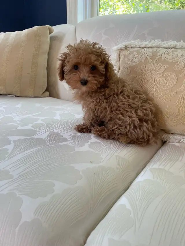 Precious Toy Poodle in Dogs & Puppies for Rehoming in Markham / York Region - Image 11