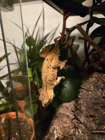 dalmation crested gecko, View more