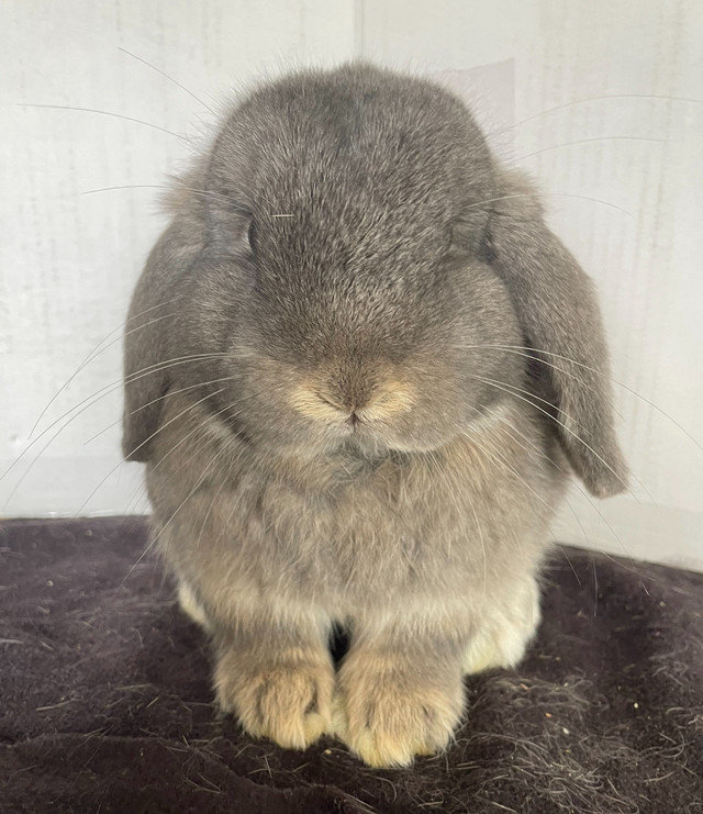 Purebred Holland Lop Junior Bucks Updated in Small Animals for Rehoming in Kitchener / Waterloo - Image 4
