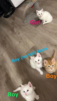 Kittens for rehoming 