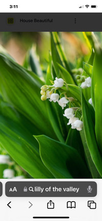 Lily of the valley bulbs $5 for 25