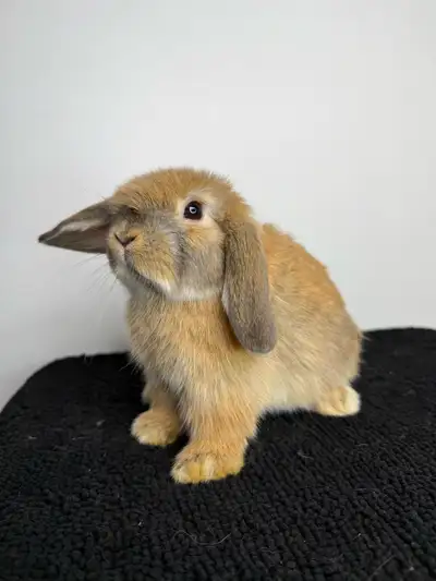 Holland lop boys , View more