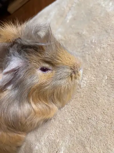 wonderful pets, View more