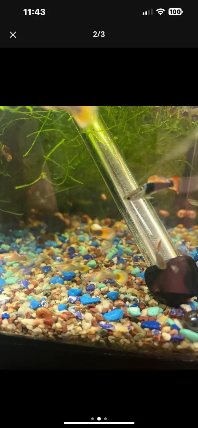 male guppy in Fish for Rehoming in Moncton - Image 3