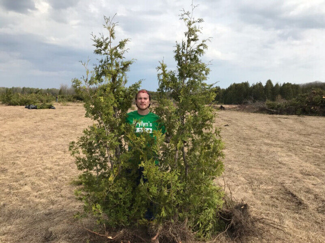 Cedar Trees - Eastern White Cedars Wow deal 8-10ft$30 each Wow! in Plants, Fertilizer & Soil in Oakville / Halton Region - Image 3