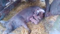 19 Tamworth Berkshire/landrace Piglets for sale!