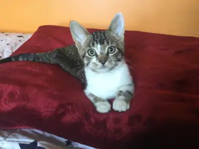 chaton à vendre , View more