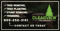 Tree & Stump removal  call 905 252 3151 