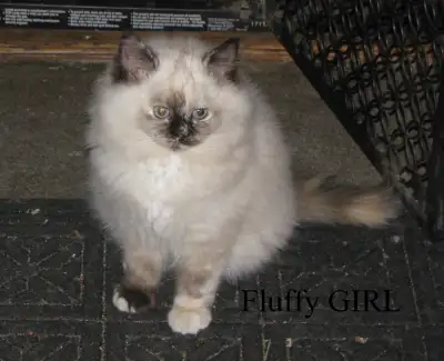 Purebred RAGDOLLs, View more