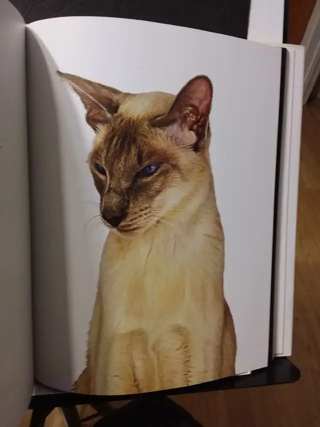 LIVRE: HUMEUR DE CHAT in Accessories in Lanaudière - Image 6