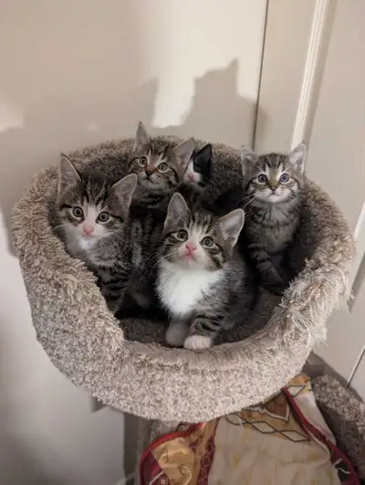 5 Beautiful kittens, View more