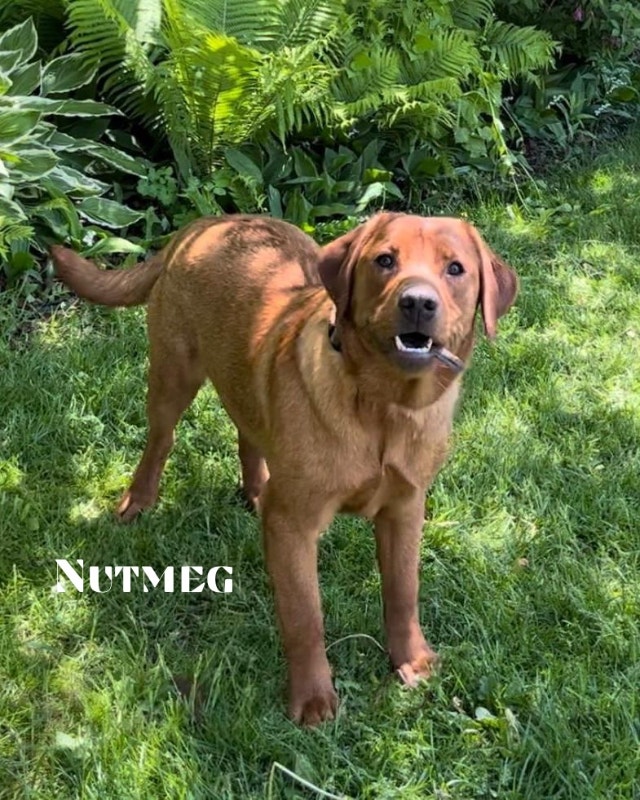 Purebred English LabradorsCKC REGISTERED Dogs & Puppies for