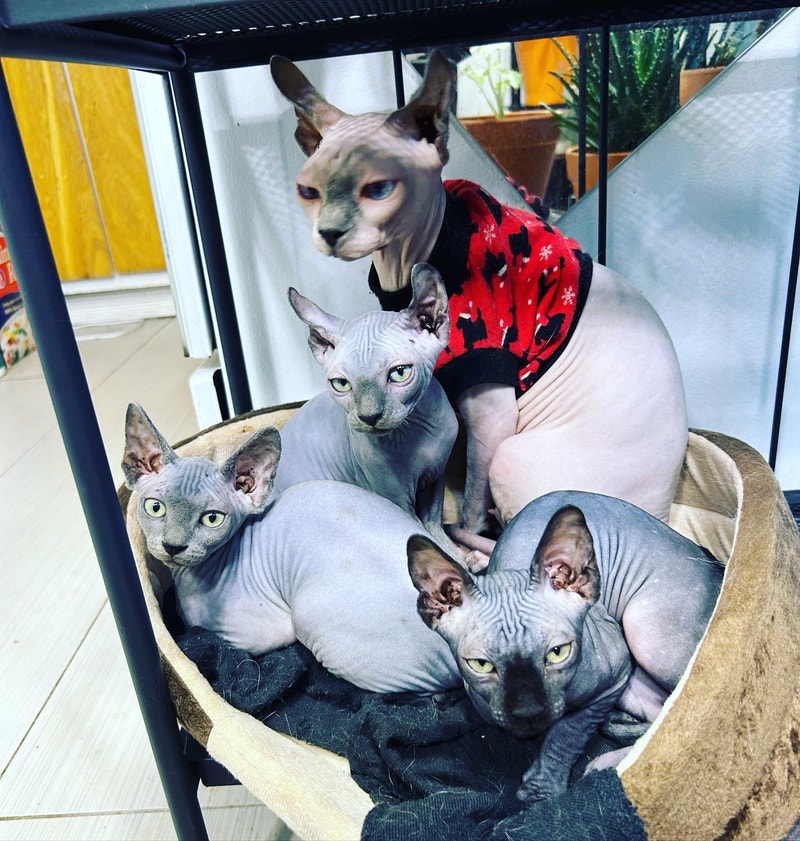 Chat Sphynx Retraite D Elevage A Adopter