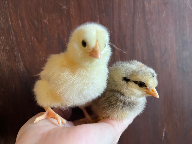 Easter / Olive Egger chicks available  in Livestock in Kawartha Lakes