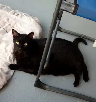 Chatte de 5 ans à adopter. Une chatte affectueuse qui une personnalité attachante. Elke sera crantiv...