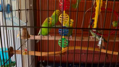 4 Green Budgies for Rehoming — 2 Cages, Food & Supplies Included — $95 I am looking to rehome my 4 g...