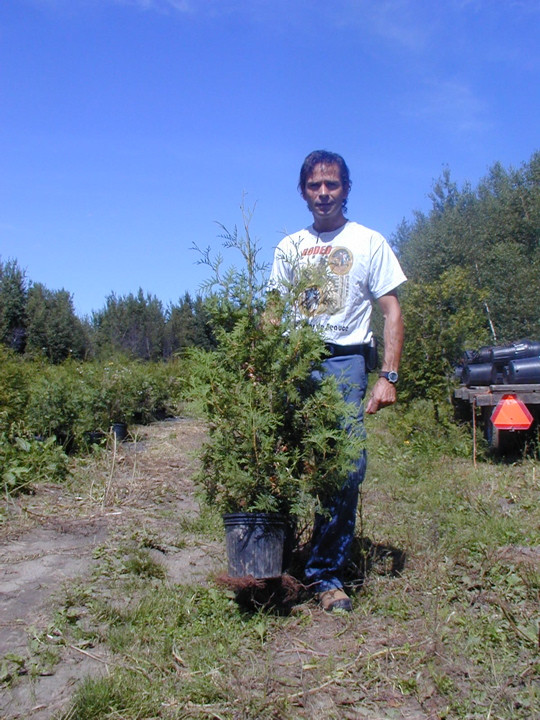200 Cèdres à haies de 2 pieds à 6$ dans Plantes, engrais et terreaux  à Drummondville - Image 3