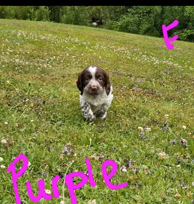 English Springer Spaniel Puppies For Sale * $1000.00 with a $250.00 non-refundable deposit *Born Jun...