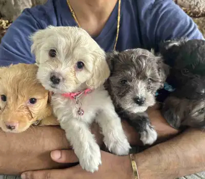 Mini Pomapoo Puppies (Pomeranian x Mini Cockapoo), View more