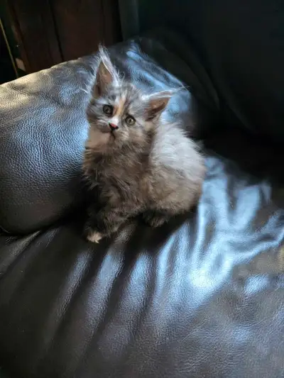 Maine coon Female Kitten, View more