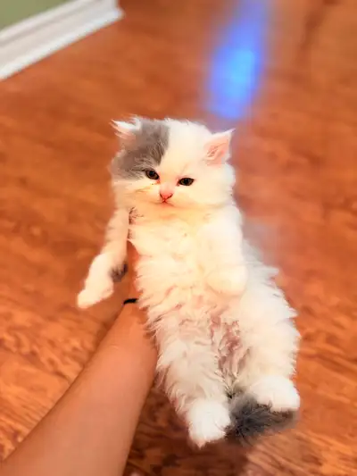 Irresistibly Cute Persian Kittens for Sale, View more