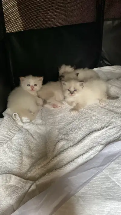 GENETICALLY CONFIRMED SIBERIAN KITTENS , View more
