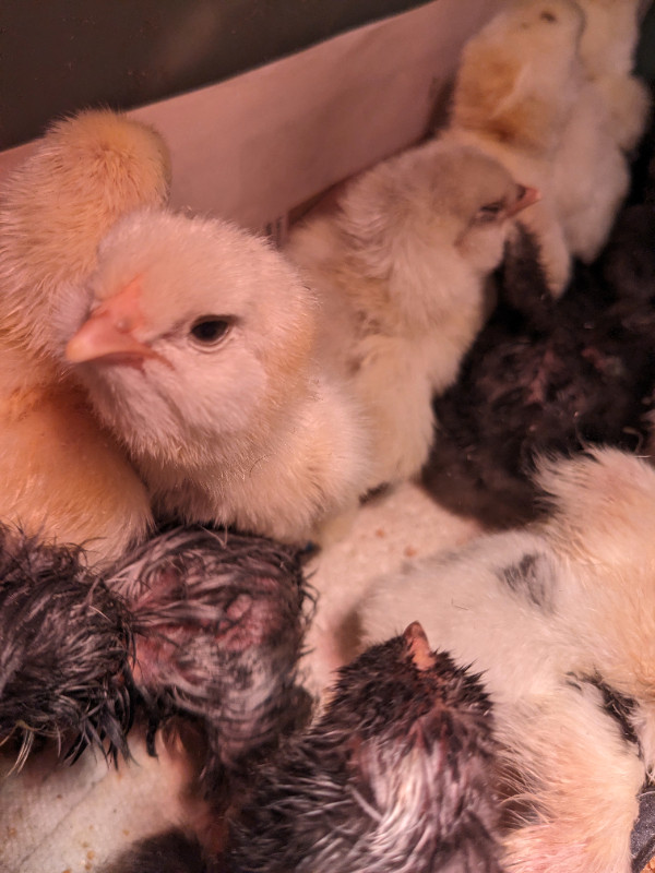 Day old chicks in Livestock in Oshawa / Durham Region - Image 2