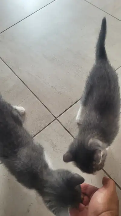 Adorable kittens looking for a home, View more