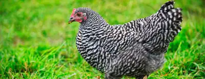 ISO: laying hens , View more