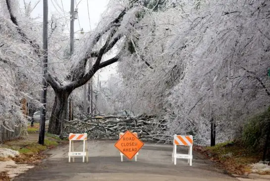 ***Tree Trimming & Yard Clean-up  - Phone/Text: 647-226-5227***62864740381953122