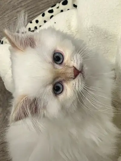 himalayan female kitten for adoption, View more
