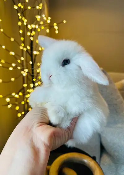Bebe lapin ( femelle ) ❤️❤️❤️bélier hollandais , View more