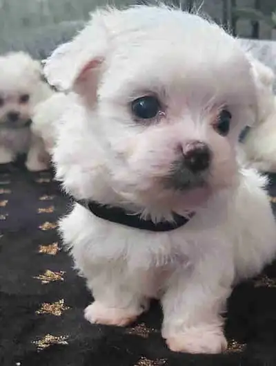 Maltese puppies, View more