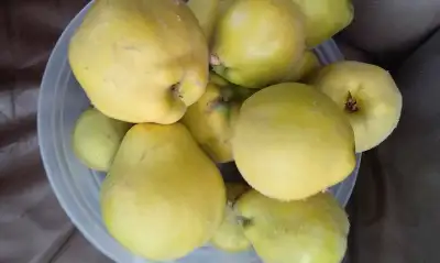 Quince fruits, View more