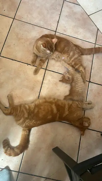 KITTENS AND CATS FOR SALE, View more