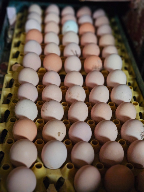 Oeufs fécondés wyandotte standard dans Animaux de ferme  à Sherbrooke - Image 2