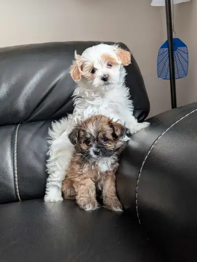 Malshi puppies Shih-tzu Maltese These adorable babies are looking for their forever homes!! Both mom...
