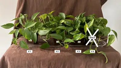 Live Indoor Golden Pothos Plants, View more