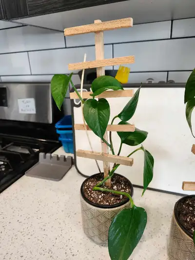 Pothos plant for sale $15, View more